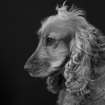 Retrato elegante de perro Sir Dog