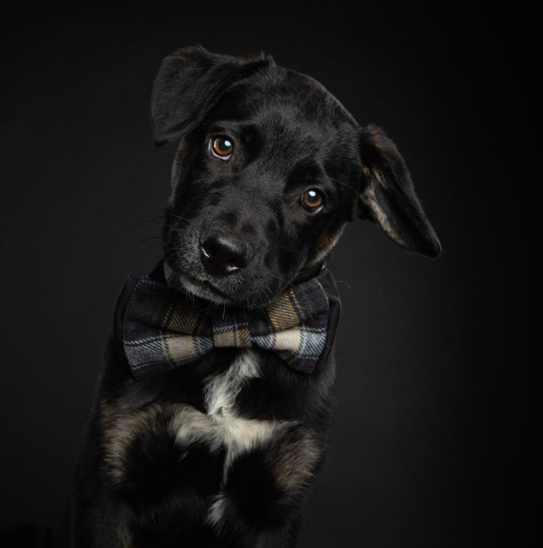 Perrito con moño, cliente feliz de Sir Dog